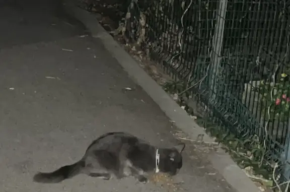 Найдена кошка в Белореченске, ул. Ленина
