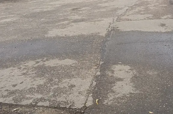 Найденные животные Московская область, фото: Найдена собака в Подольске, МО