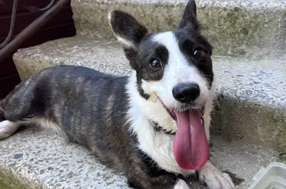 Найденные животные Ростов-на-Дону, фото: Найдена собака, район Военвед, Ростов-на-Дону