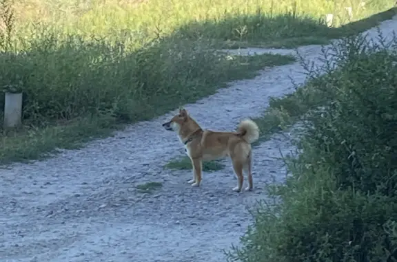 Найдена собака породы Сиба Ину, адрес: Просторная улица, 30