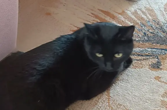 Пропала черная кошка на Кореповской ул., 36, Тотьма
