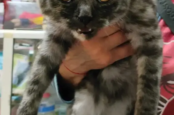 Найдена кошка, Красноярск, фото: Найдена кошка, ищем хозяев. Новосибирская улица, 39А