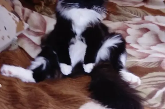 Пропала кошка в Одинцово, черный окрас, косолапит