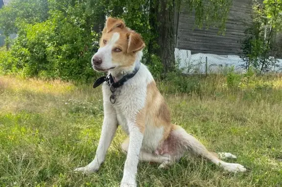 Найден щенок в Першинском сельском поселении, Владимирская область