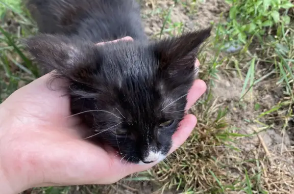 Найдена кошка на Аметьевской улице, 16, Казань