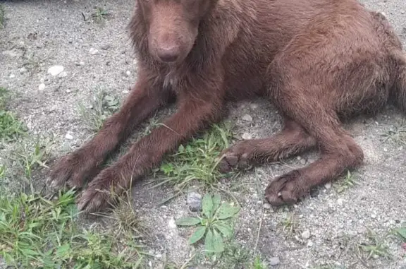 Пропала собака в Благовещенске, Амурская область