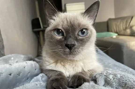 Кошки потеряшки, Булгаковский сельсовет, фото: Потеряшка кошка: СНТ Нефтяник-7, участок 654, 11 улица