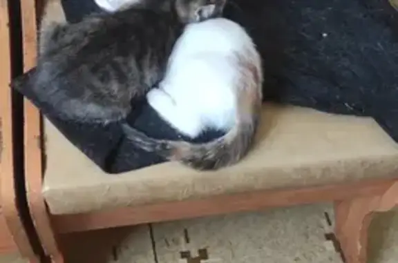 Пропала кошка в районе Ситников, ул. Маршала Ерёменко 10