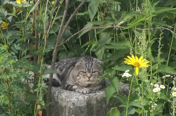 Пропала кошка в Орловской области, снт 