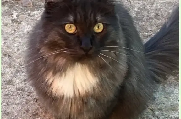 Найдена черная кошка с белой грудкой на Глазовской дороге