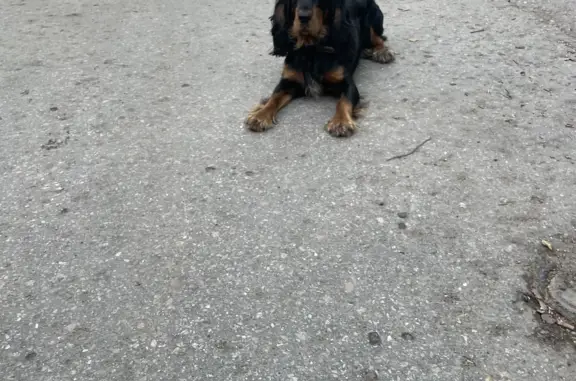 Собака найдена: Кудьминская ул., 2, Нижний Новгород