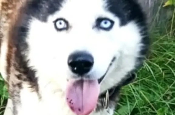 Найдена собака в Ивановской области