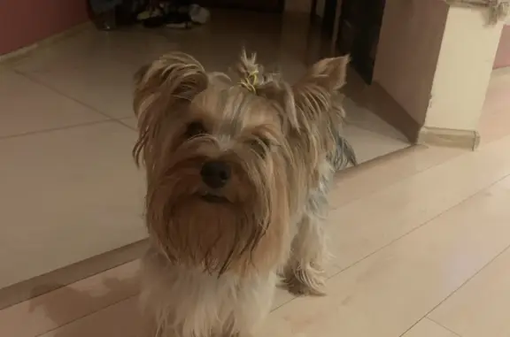 Найдена собака, Красноярск, фото: Найдена собака Йорк, ул. 78-я Добровольческой Бригады, Красноярский край