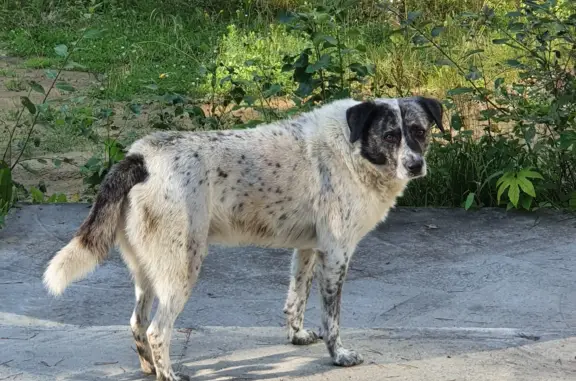 Потерянная собака в Ушаковском сельском поселении