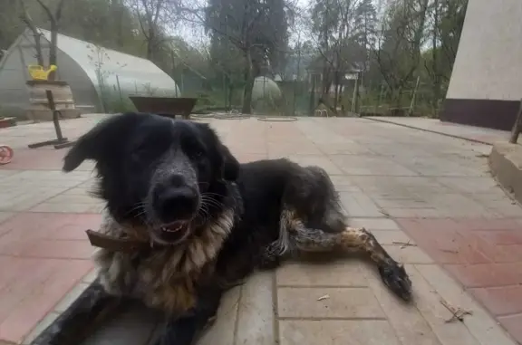 Собаки потеряшки, , фото: Потеряшка собака: Чёрная с пятнами, Луговая ул., Бабаево