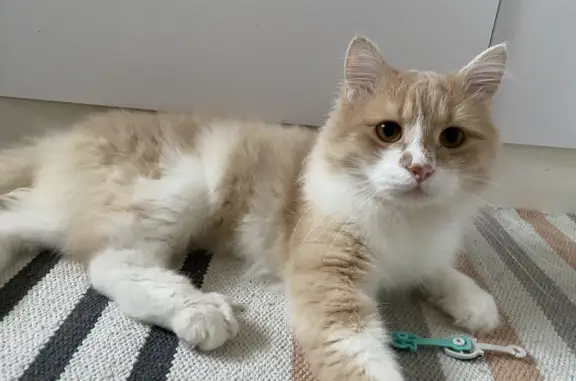 Пропала кошка Кот Кузя, Московская область