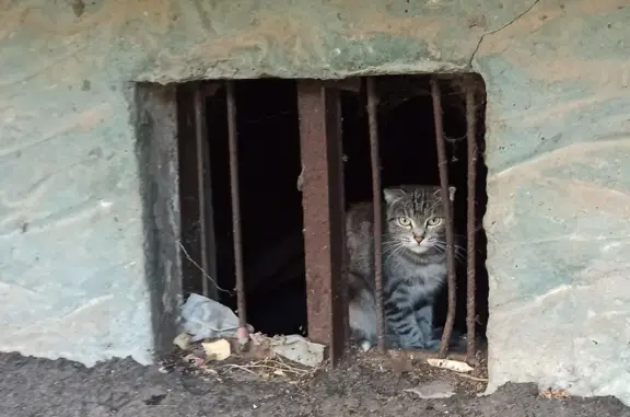 Найдена кошка на ул. Георгия Димитрова, 17, Самара