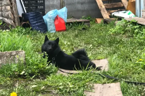 Пропала собака в СНТ Здоровье, Ревякинское сельское поселение, Тульская область