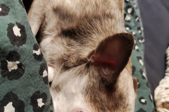 Собаки потеряшки, Санкт-Петербург, фото: Потеряшка собака, ул. Ивана Фомина, СПб