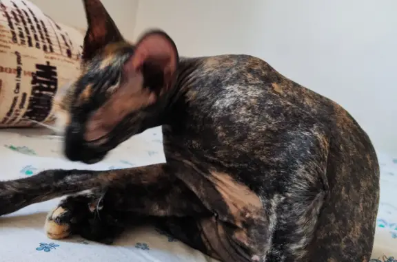Найдена молодая кошка породы сфинкс в Сочи