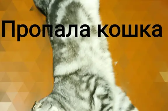 Пропала кошка на Республиканской, 52А, Курск