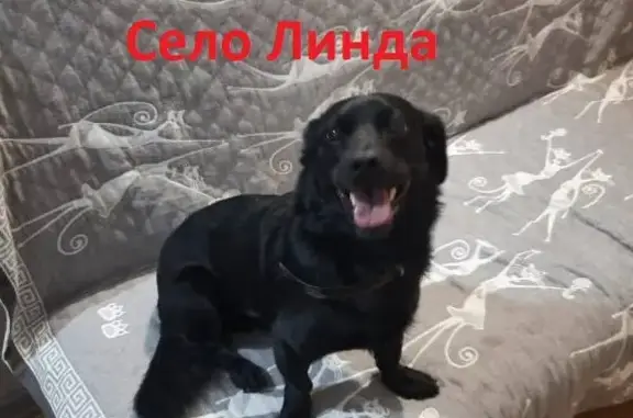 Собаки потеряшки, Линда, фото: Потеряшка собака: метис, черный, с. Линда, ул. Тракторная, 9