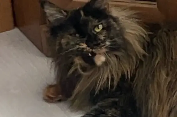 Потерянные животные Санкт-Петербург, фото: Пропала кошка мейнкун черепашка, ул. Ушинского, 23