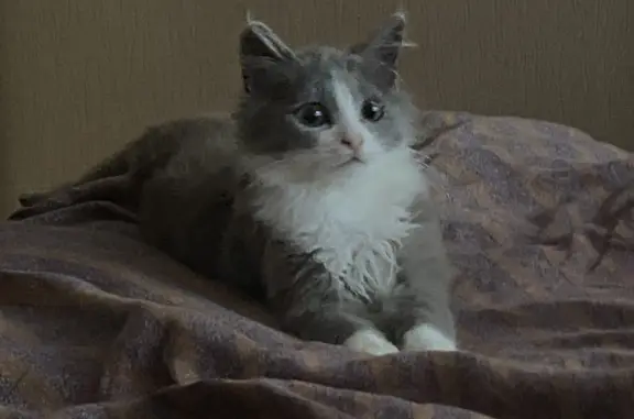 Пропала кошка Феникс в Рыльске, Курская область