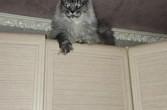 Пропала кошка Мей-кун, ул. Леонова 9, Камышин