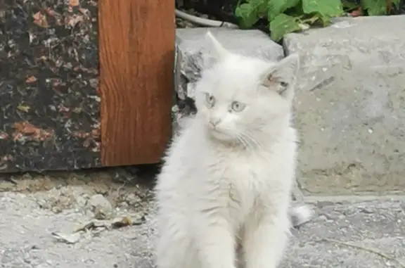 Кошка-котенок ищет дом, Челябинск, пр-т Ленина 80