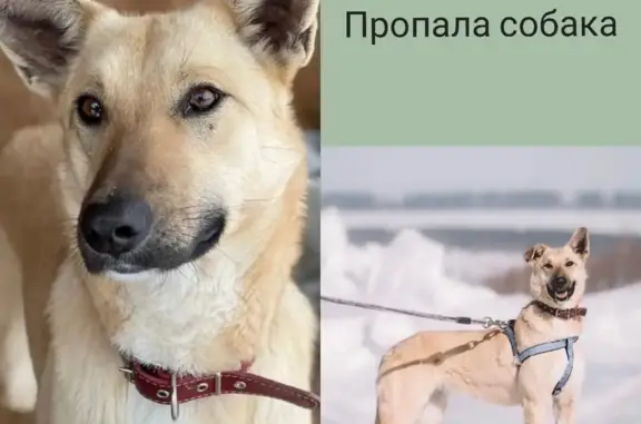 Пропала собака в Лебяжье, Кировский район. Нужна помощь!