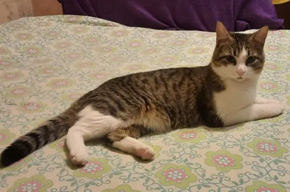 Кошки потеряшки, Санкт-Петербург, фото: Потеряшка кошка на Тихорецком проспекте, СПб