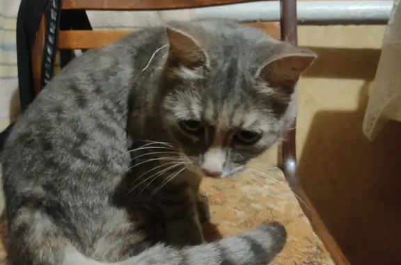 Найдена кошка на Красноуфимской ул., 27, Пермь