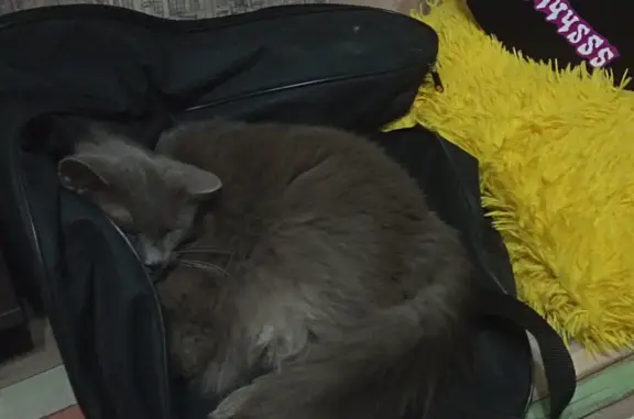 Пропала темно-серая кошка в Городище, Волгоградская обл.