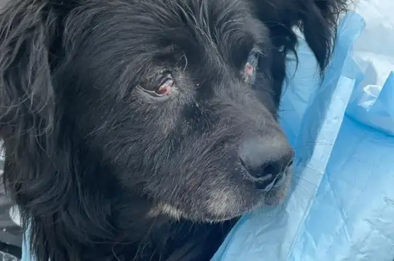 Собака найдена на Ново-Солдатской улице, Волоколамск