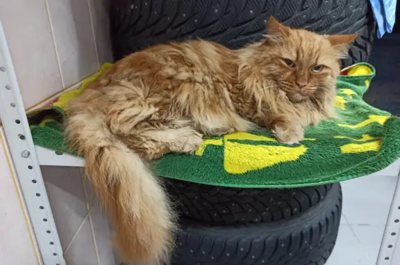 Найдена рыжая кошка Кот в Ханты-Мансийске