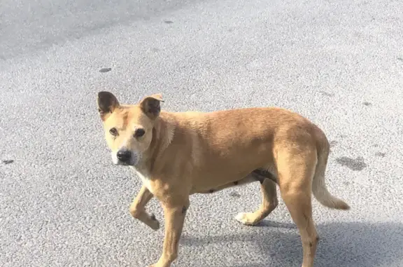 Найдена собака с рыжим окрасом на ул. Парфёнова, 5, Петрозаводск