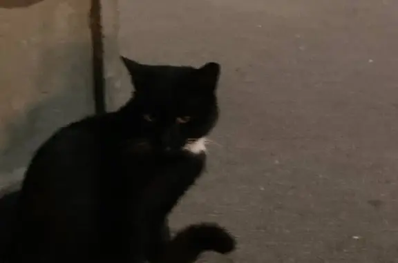 Пропала кошка на ул. Ульяновская, Петергоф