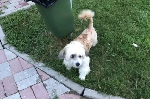 Собака найдена в Вороновском поселении, Москва