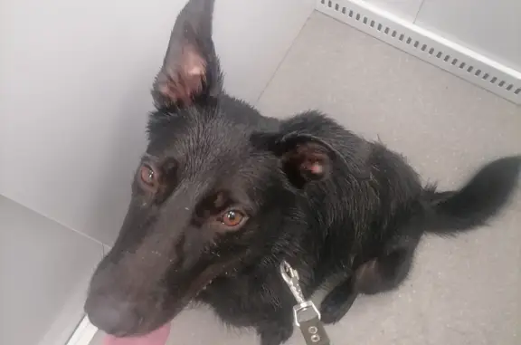 Собаки потеряшки, , фото: Потеряшка собака на ул. Лукашевича, Омск