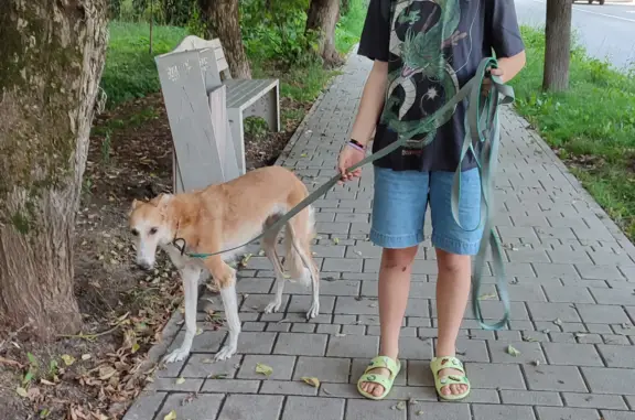 Собака найдена Под Звенигородом, Московская область