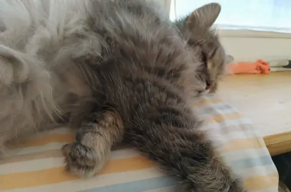 Пропала кошка Крупный Кот сибирской породы, адрес: деревня Прокшино, Москва