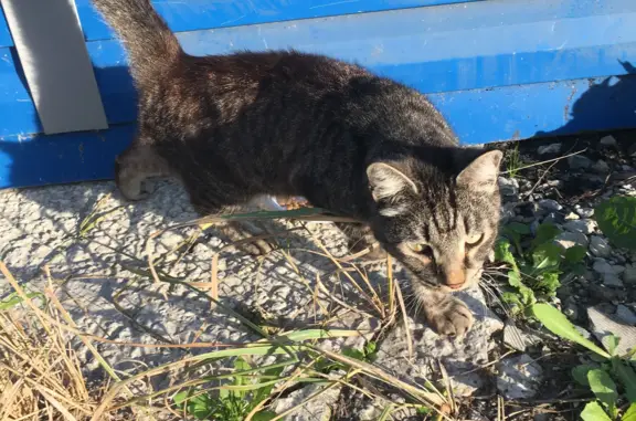 Найдена кошка Кот, Луговской переулок, 8, Новосибирск