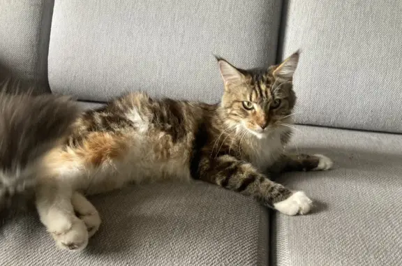 Найдена беременная кошка породы мейн-кун в Алтайском крае