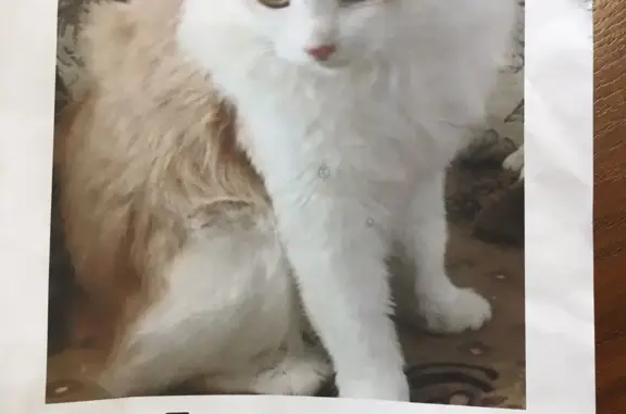 Пропал кот БЕЛО-КОФЕЙНОГО окраса в посёлке Абу даби. Помогите!