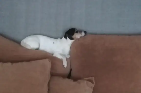 Собаки потеряшки, Ярославль, фото: Потеряшка собака Белого цвета, ул. Подзеленье, Ярославль