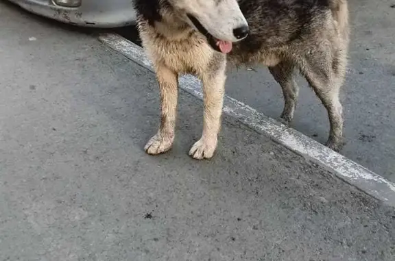 Найдена породистая собака в Амурском 2, Омск