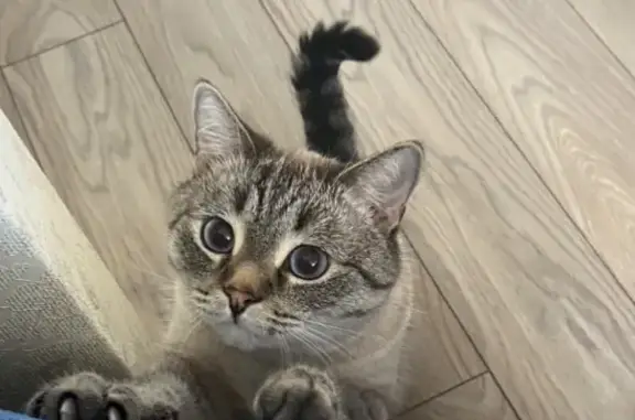 Кошки потеряшки, Набережные Челны, фото: Потеряшка кот, СНТ «Прибрежный», Малошильнинское сельское поселение, Татарстан