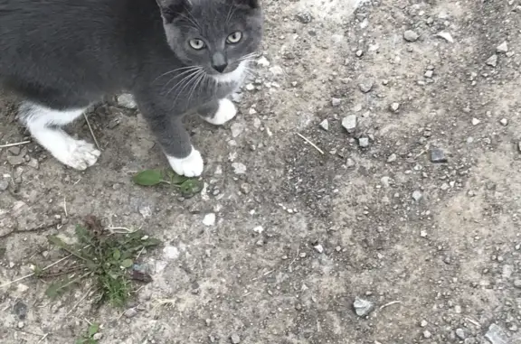 Пропала кошка на Тихой ул. Богданович