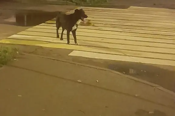 Найдена собака в Алексеевском районе, Москва